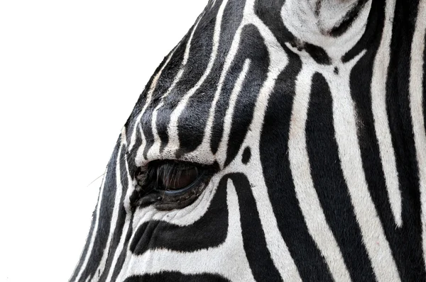 Hoofd van een zebra geïsoleerd van de achtergrond — Stockfoto
