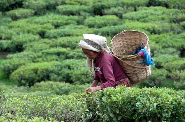 Women picks tea leafs on the famous Darjeeling — Stock Photo, Image