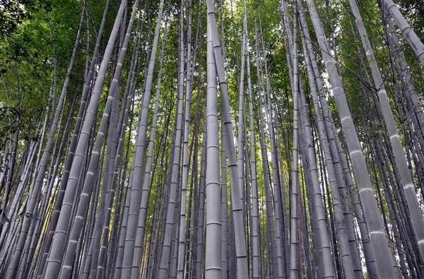 Bosque de bambú en Kyoto, Japón. — Foto de Stock