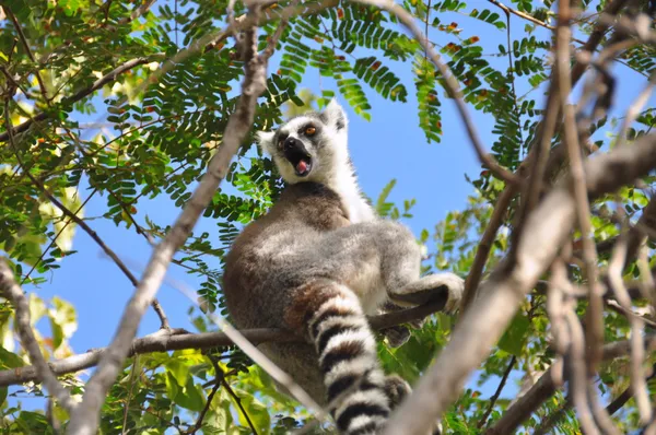 Lemur-de-cauda-anelada — Fotografia de Stock