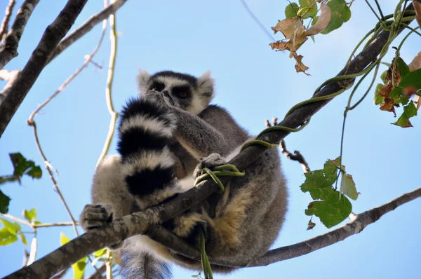 Ring-tailed lemur — Stock Photo, Image