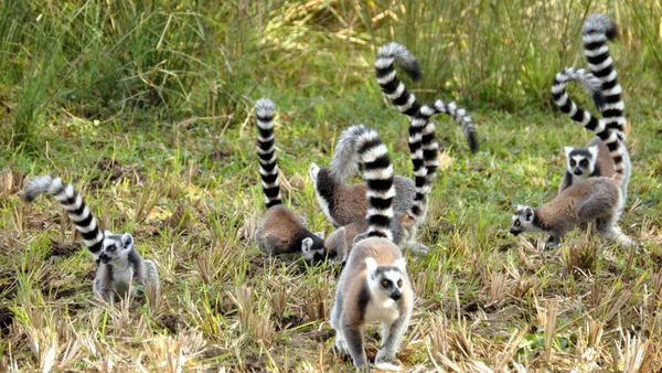 Lemur-de-cauda-anelada — Fotografia de Stock