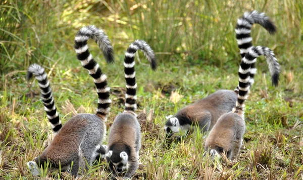 Lemur-de-cauda-anelada — Fotografia de Stock