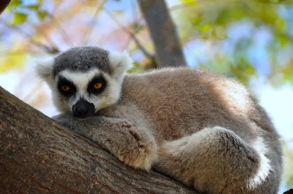 Ring-tailed lemur — Stock Photo, Image