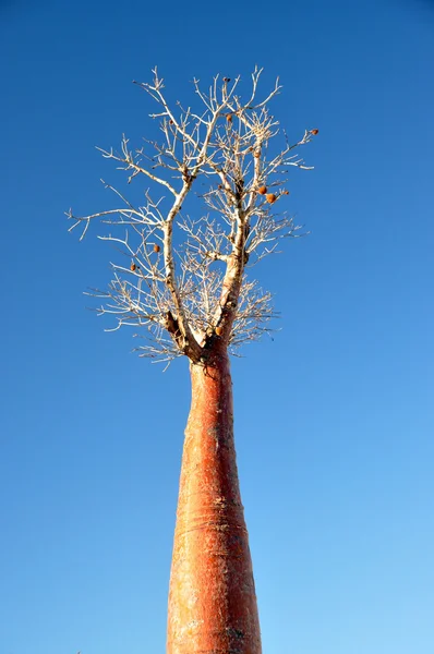 Baobab — Stok fotoğraf