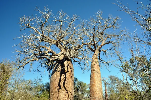 Baobab — Foto Stock