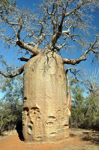 Baobab — Φωτογραφία Αρχείου