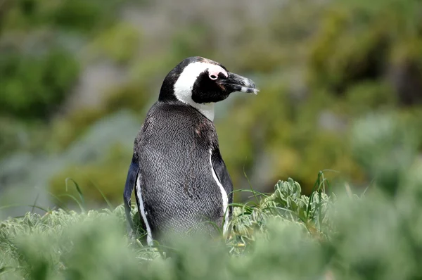 Kayalar plajda Afrika penguen — Stok fotoğraf