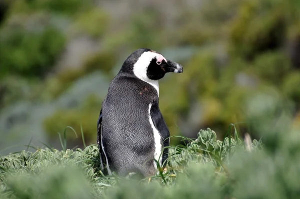 Kayalar plajda Afrika penguen — Stok fotoğraf