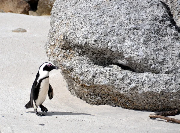 Afrikanischer Pinguin am Strand von Geröll — Stockfoto