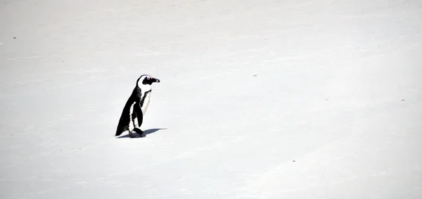 Kayalar plajda Afrika penguen — Stok fotoğraf