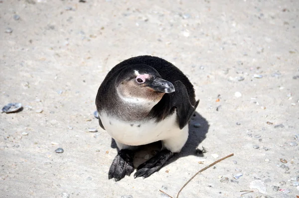 Afrikanischer Pinguin am Strand von Geröll — Stockfoto