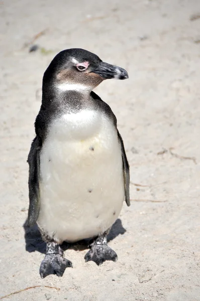 Afrikaanse pinguïn op keien strand — Stockfoto