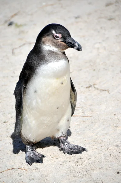 Pingouin africain sur la plage de Boulders — Photo