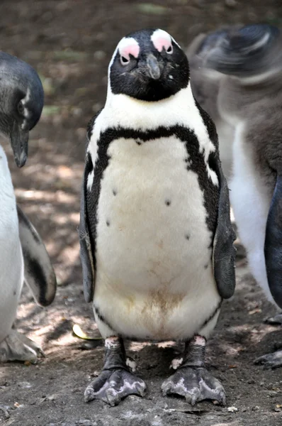 Afrikanischer Pinguin am Strand von Geröll — Stockfoto