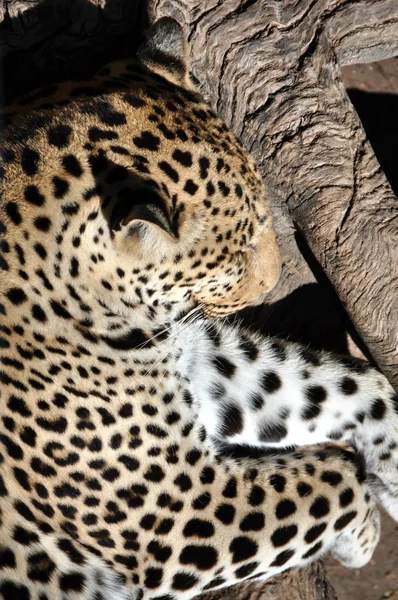 Amur-Leopard Stockbild
