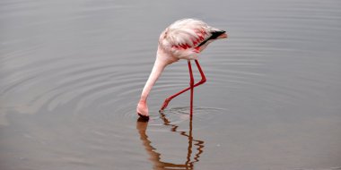flamingolar walvis Bay