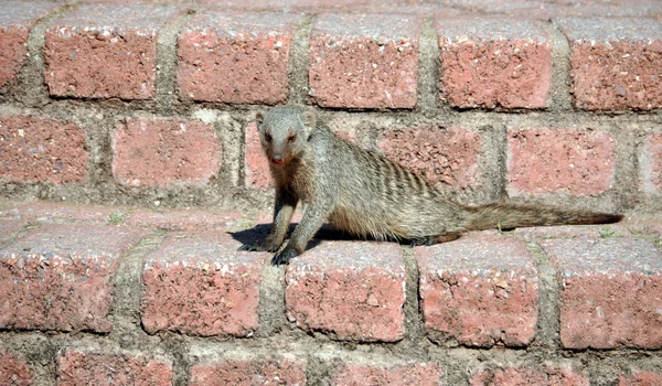 Pruhované mongoose — Stock fotografie