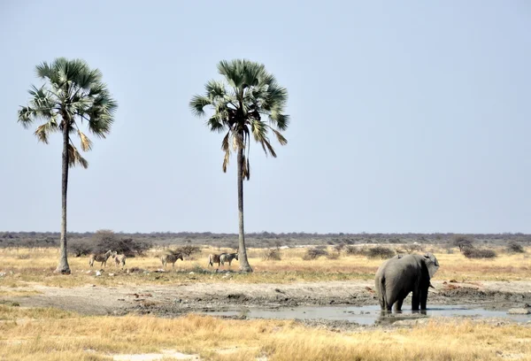Afrika elephan — Stok fotoğraf