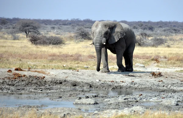 Afričan elephan — Stock fotografie