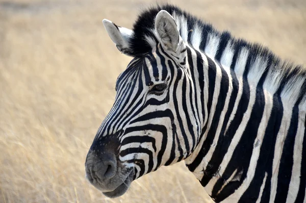 Zebra patrząc na kamery — Zdjęcie stockowe