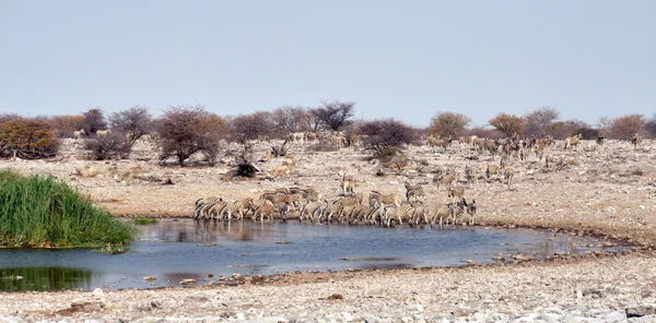 Зебры у водяной скважины — стоковое фото