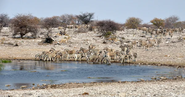 Zebry w waterhole — Zdjęcie stockowe