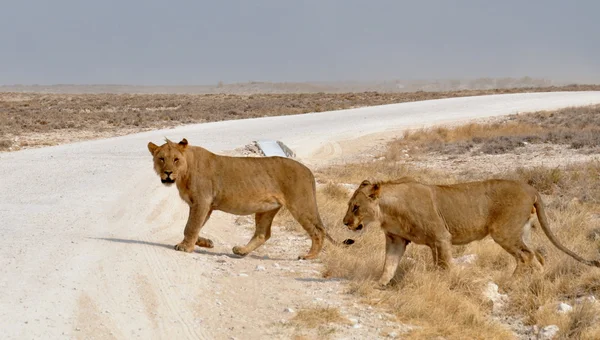 Leones — Foto de Stock