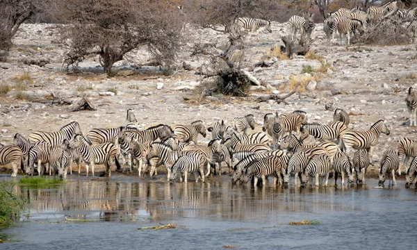 Zebra's op de waterput — Stockfoto