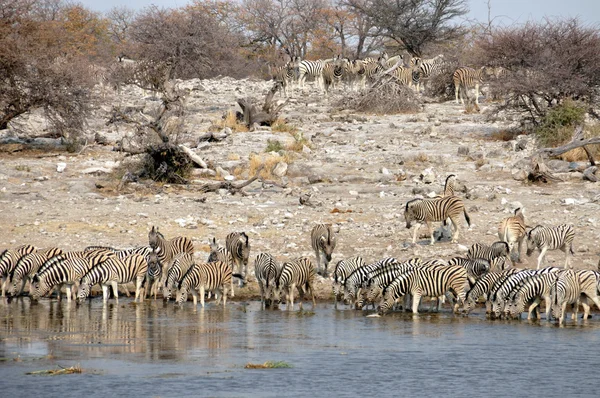 Zebras no buraco da água — Fotografia de Stock