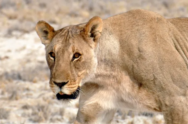 Leones —  Fotos de Stock