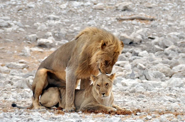 Acompañamiento de leones — Foto de Stock