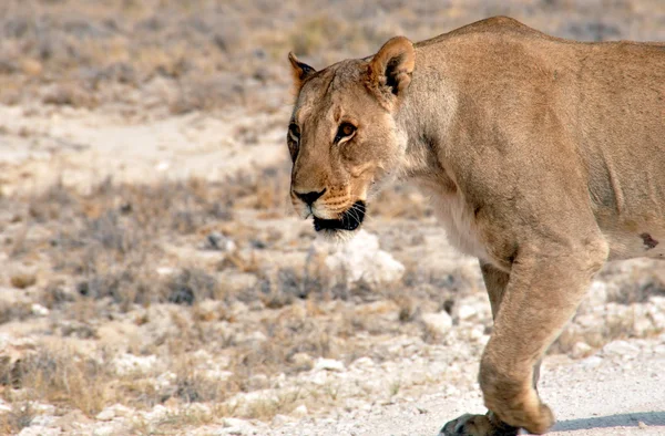 Leones —  Fotos de Stock