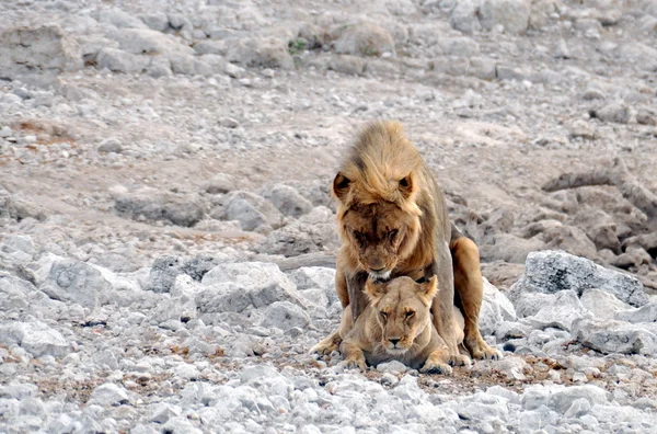 Lion mating — Stok fotoğraf