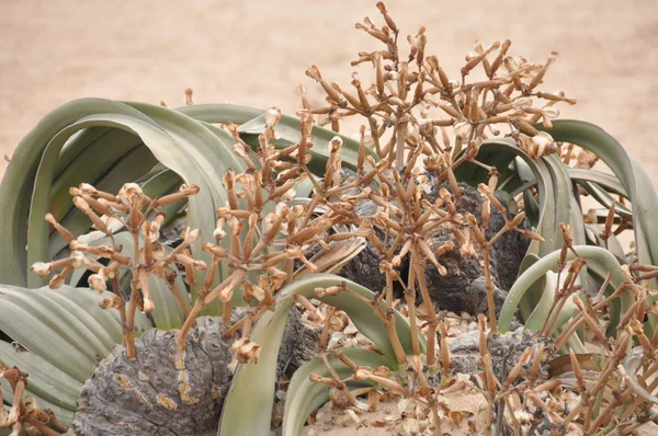 Welwitschia Mirabilis — Foto Stock