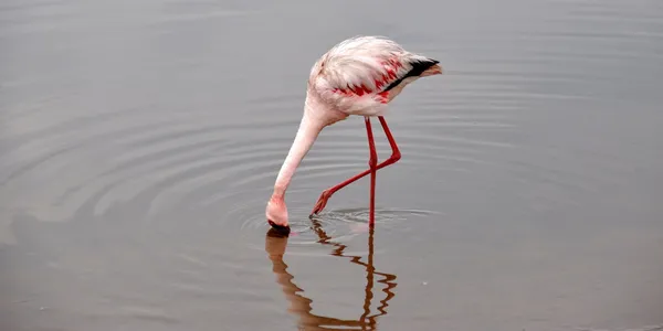 Flamingi w walvis bay — Zdjęcie stockowe