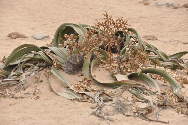 Welwitschia Mirabilis — Photo