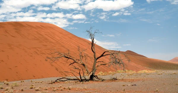 Dead Vlei — Stock Photo, Image