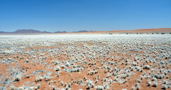 Namibische Wüste und Prärie. — Stockfoto