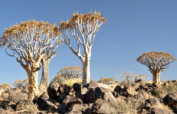 Tiembla paisaje del árbol — Foto de Stock