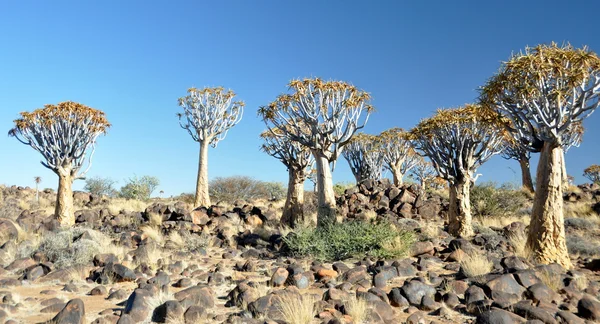 Tremer paisagem arbórea — Fotografia de Stock