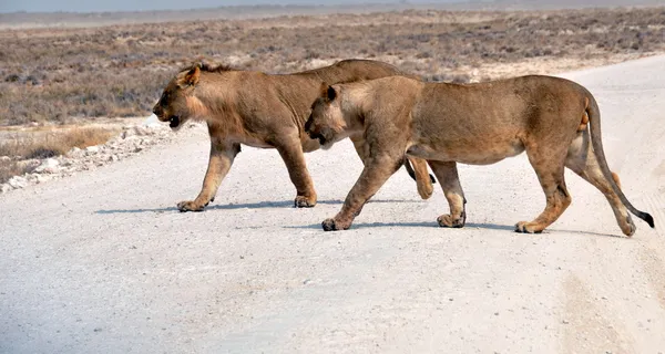 Löwen Stockbild