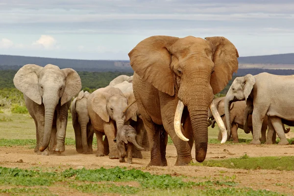 Stado słoni — Zdjęcie stockowe