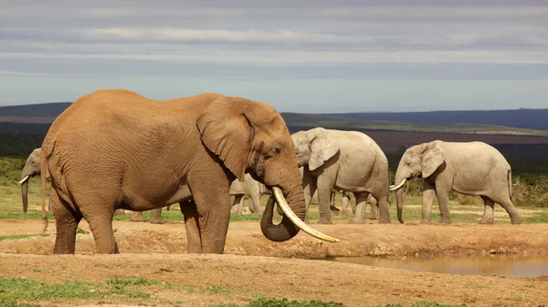 Бык-слон — стоковое фото
