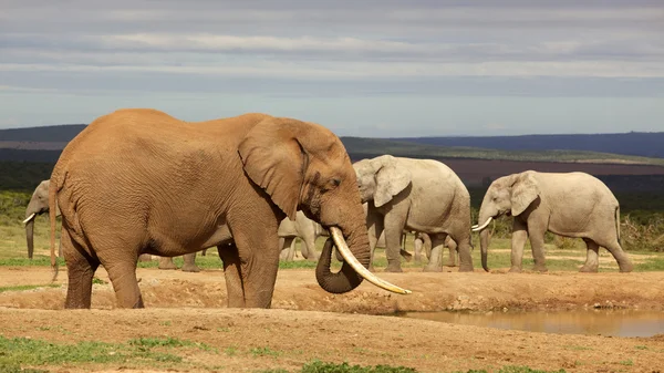 Touro elefante — Fotografia de Stock