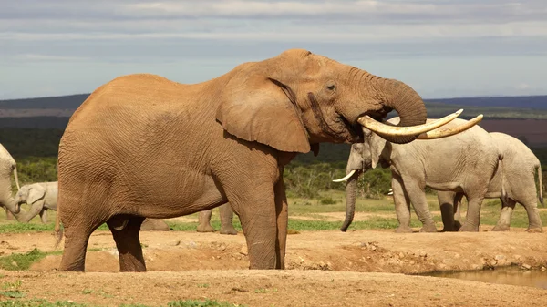 Beber elefante — Foto de Stock