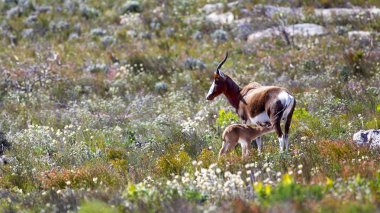 Bontebok