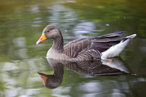 Ganso de Greylag — Foto de Stock