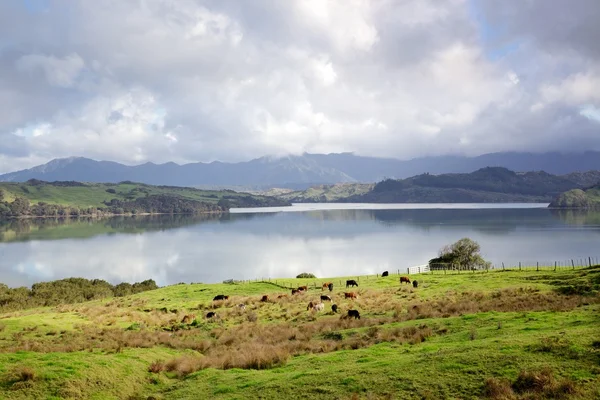 Hokianga Harbour — Stock Photo, Image