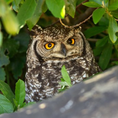 Spotted Eagle Owl Portrait clipart